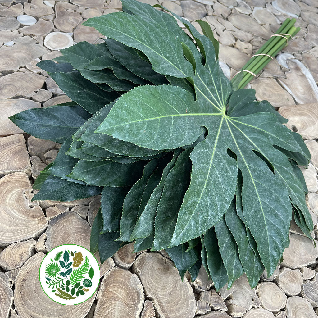 Aralia Leaves &#39;Green&#39; (Various Lengths)