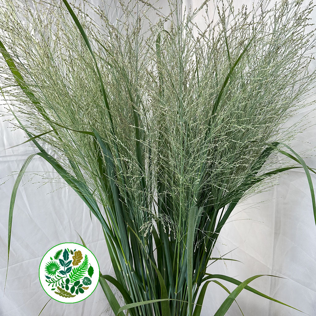 Grass &#39;Panicum&#39; (Dallas Blue) (x10) (Various Sizes)
