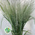 Grass 'Panicum' (Dallas Blue) (x10) (Various Sizes)