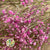 Gypsophila (Painted) (DRY) (Various Colours)