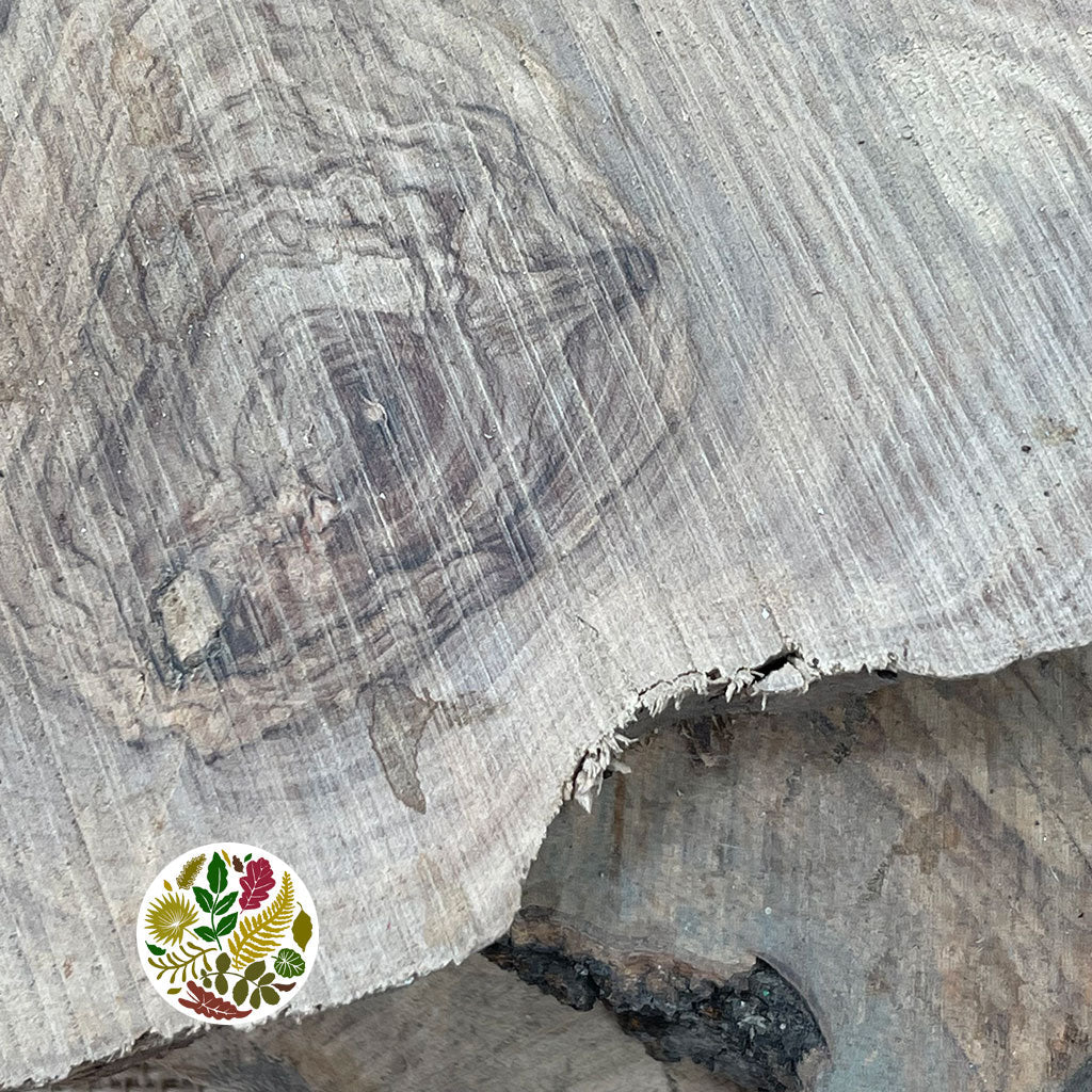 Olive Wood &#39;Slices&#39; (DRY) (Various Sizes)