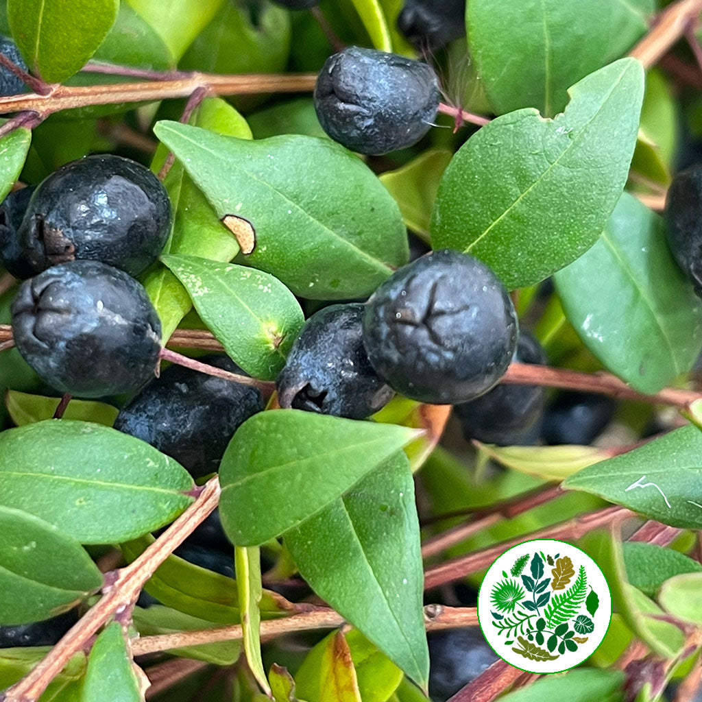 Myrtle &#39;With Berries&#39; (Various Sizes)