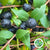 Myrtle 'With Berries' (Various Sizes)