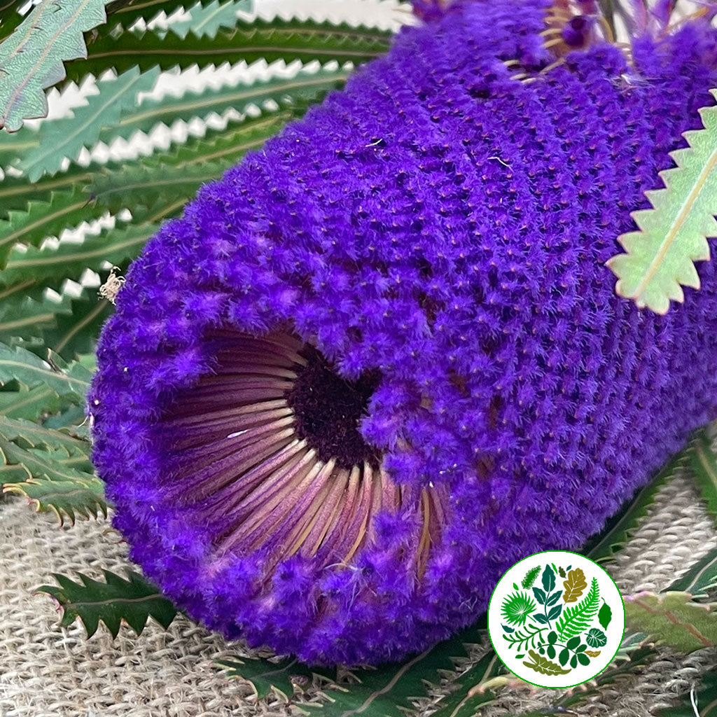 Protea &#39;Banksia&#39; (Hookeri) (Purple) (Various Lengths)