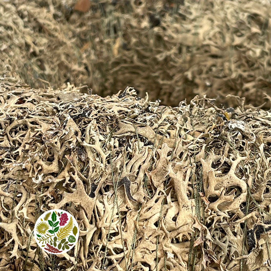 Wreath &#39;Moss&#39; (Lichen) (DRY)