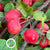Apples 'Crab Apples' (Wild) (Loose bundles) (Various Sizes)