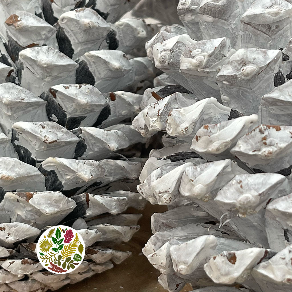 Cones 'Maritima' (Painted) 10-14cm (DRY) (Various Colours)