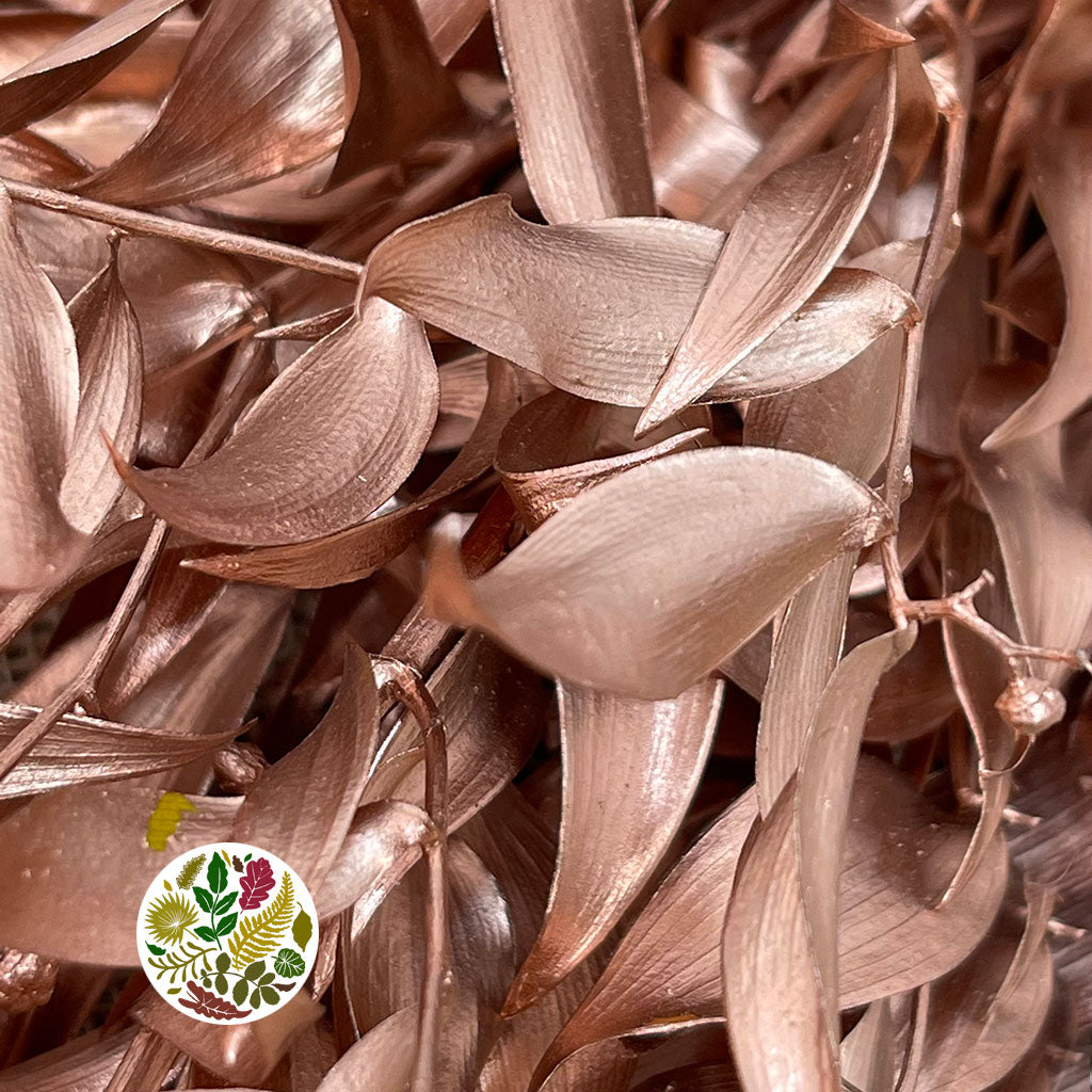 Ruscus 'Trailing' (Preserved & Painted) (DRY) (Various Colours)