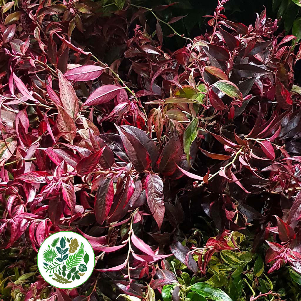 Leucothoe &#39;Rainbow&#39; (Aspirated Red) (Different Sizes)