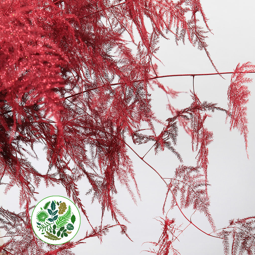 Fern &#39;Asparagus&#39; (Painted/Glitter) 65cm (Various Colours) (x50)