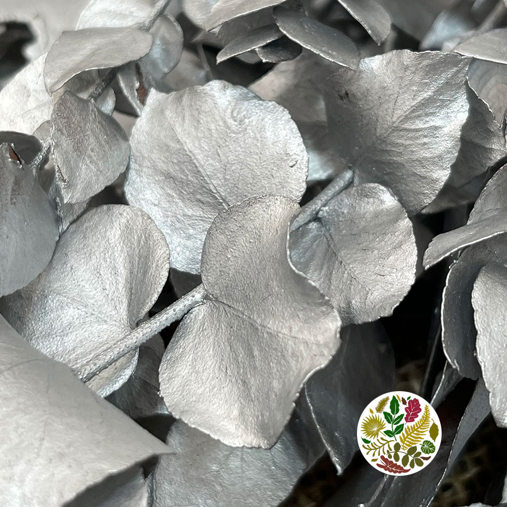 Eucalyptus 'Stuartiana' (Stabilised) (Painted) (DRY) (Various Colours)