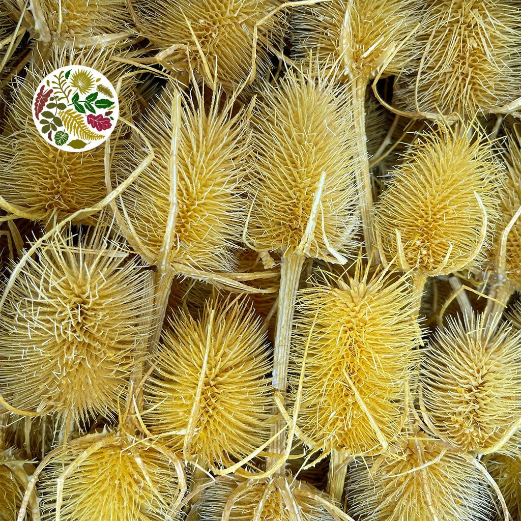 Thistle &#39;Heads&#39; (Coloured/Bleached) (DRY) (Various Colours)