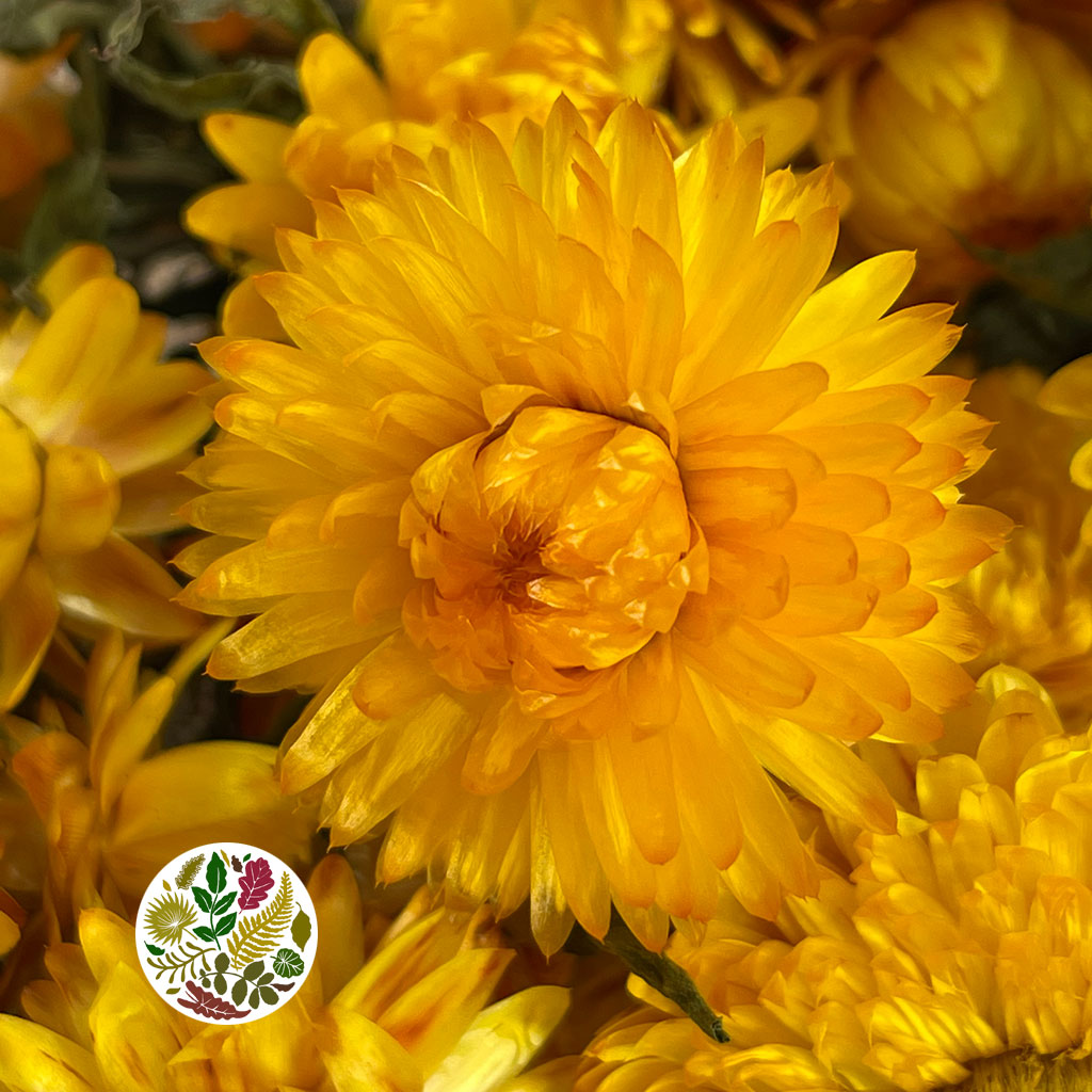 Helichrysum &#39;Flower&#39; (DRY) (Various Colours) 50cm