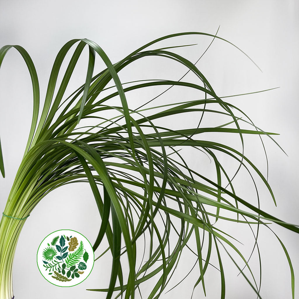 Lily Grass (Liriope Green) (Various Sizes)
