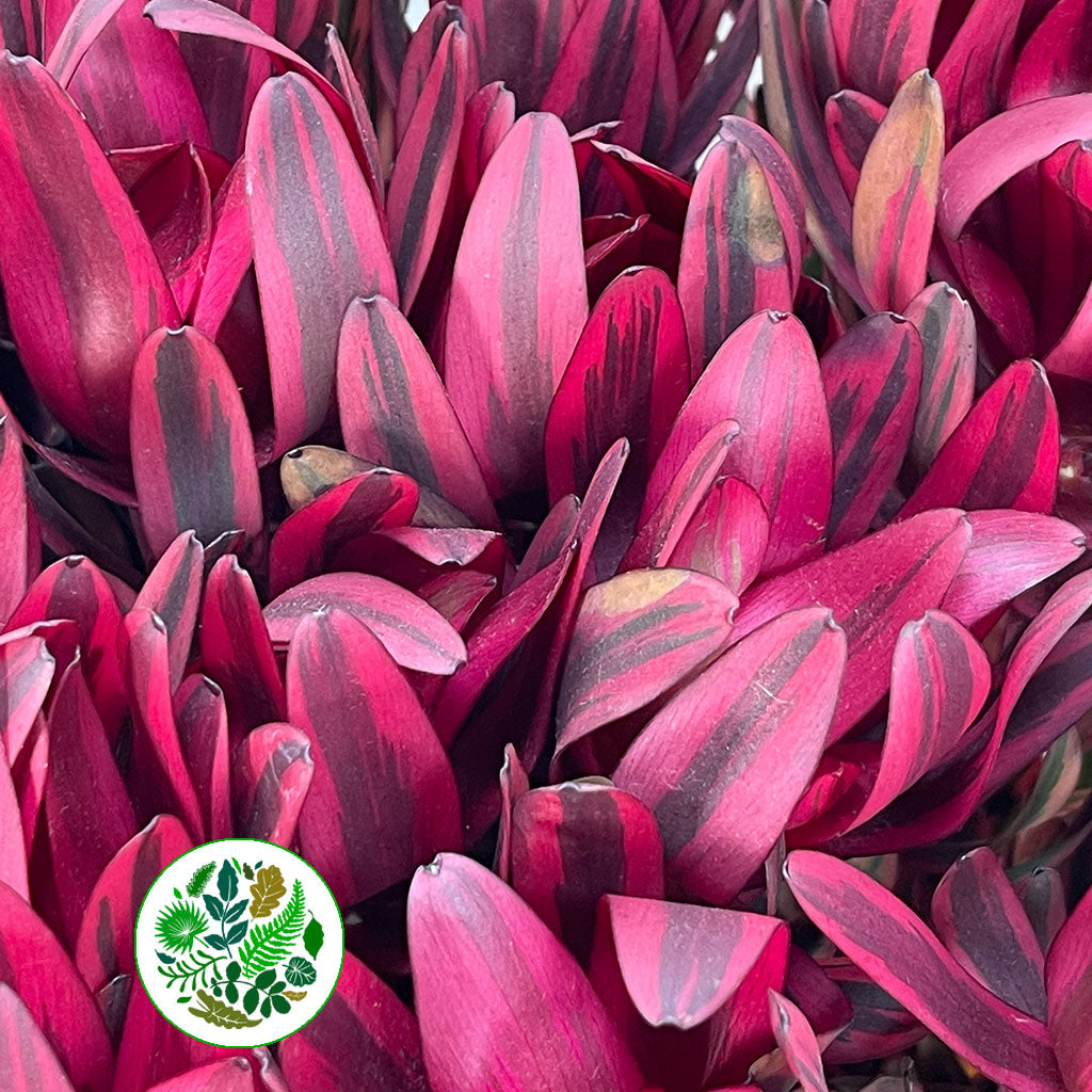 Leucadendron &#39;Jester&#39; (Various Lengths)