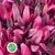 Leucadendron 'Jester' (Various Lengths)