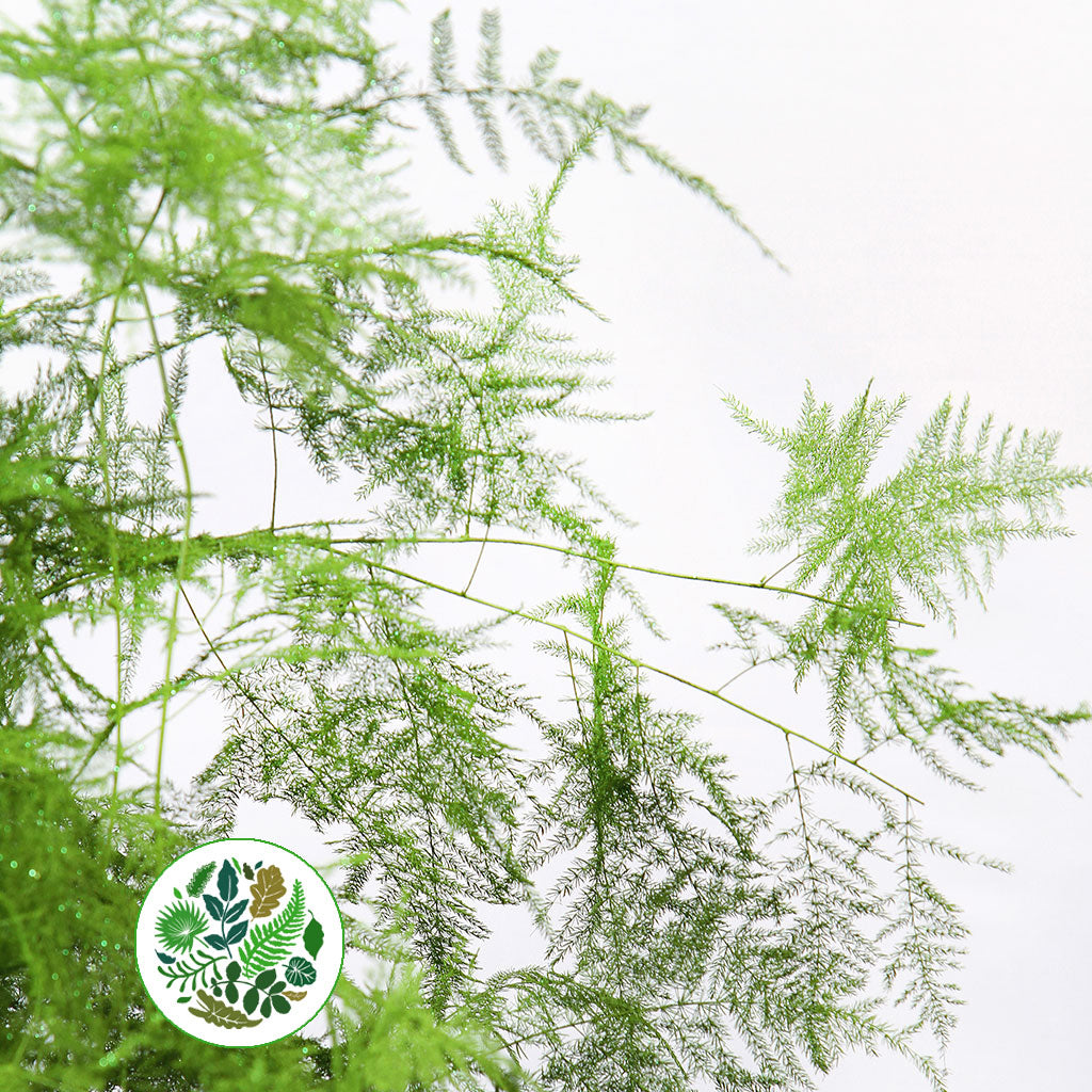 Fern &#39;Asparagus&#39; (Painted/Glitter) 45cm (Various Colours) (x50)