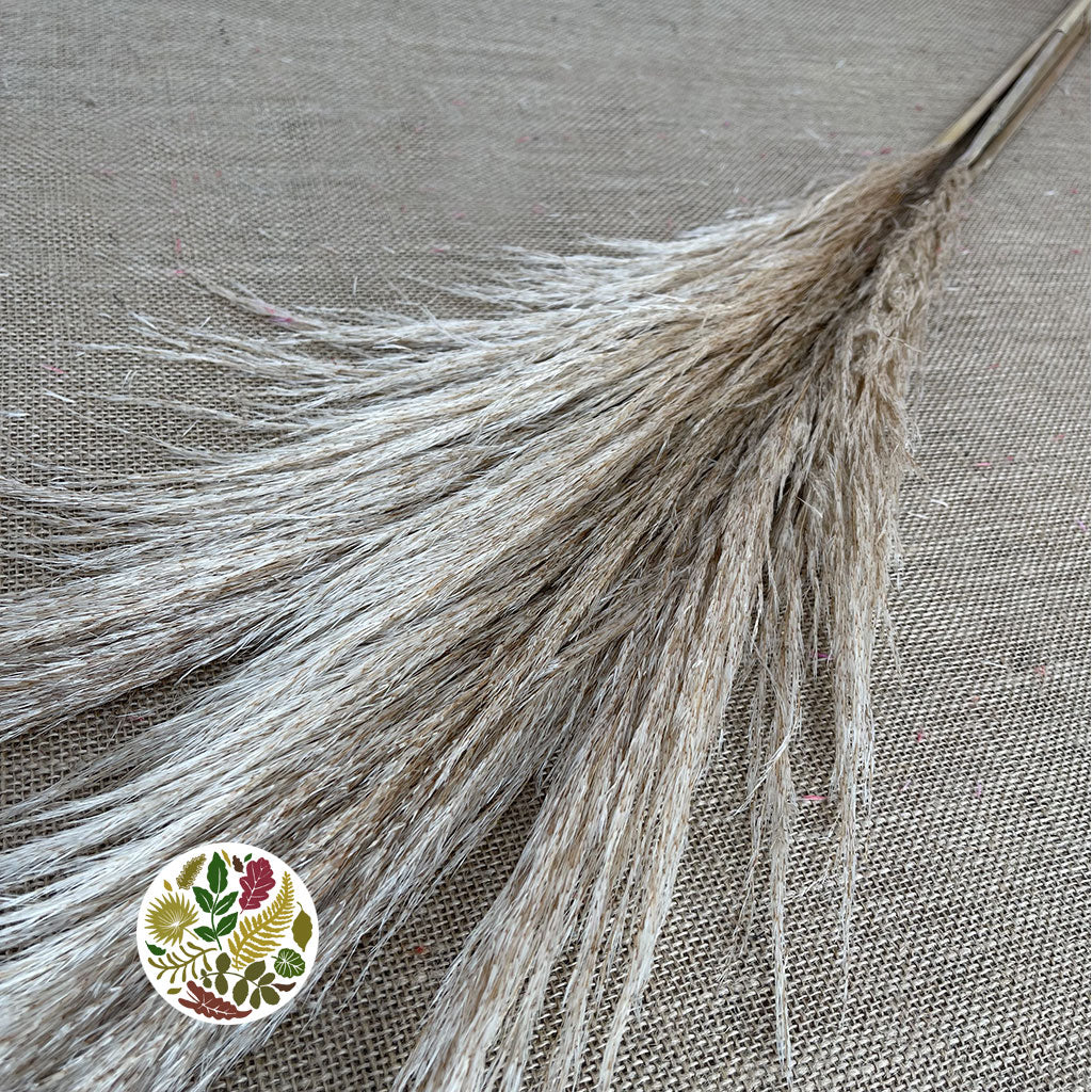 Grass 'Pampas' (Evita) (Natural) (DRY) (Various Sizes)