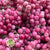 Schinus Molle Fruit (Natural Pink) (DRY) (Various Sizes)