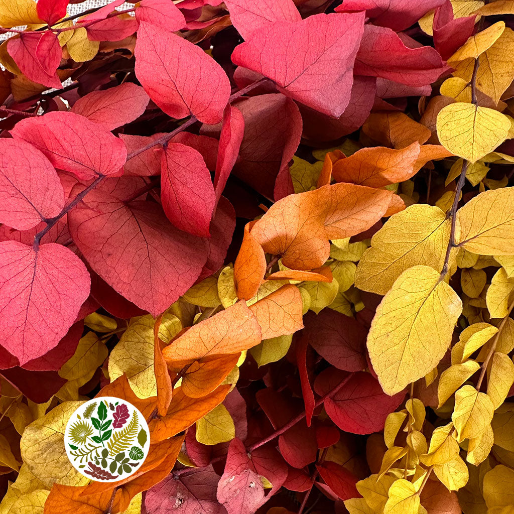 Eucalyptus 'Stuartiana' (Stabilised) (DRY) (Various Colours)