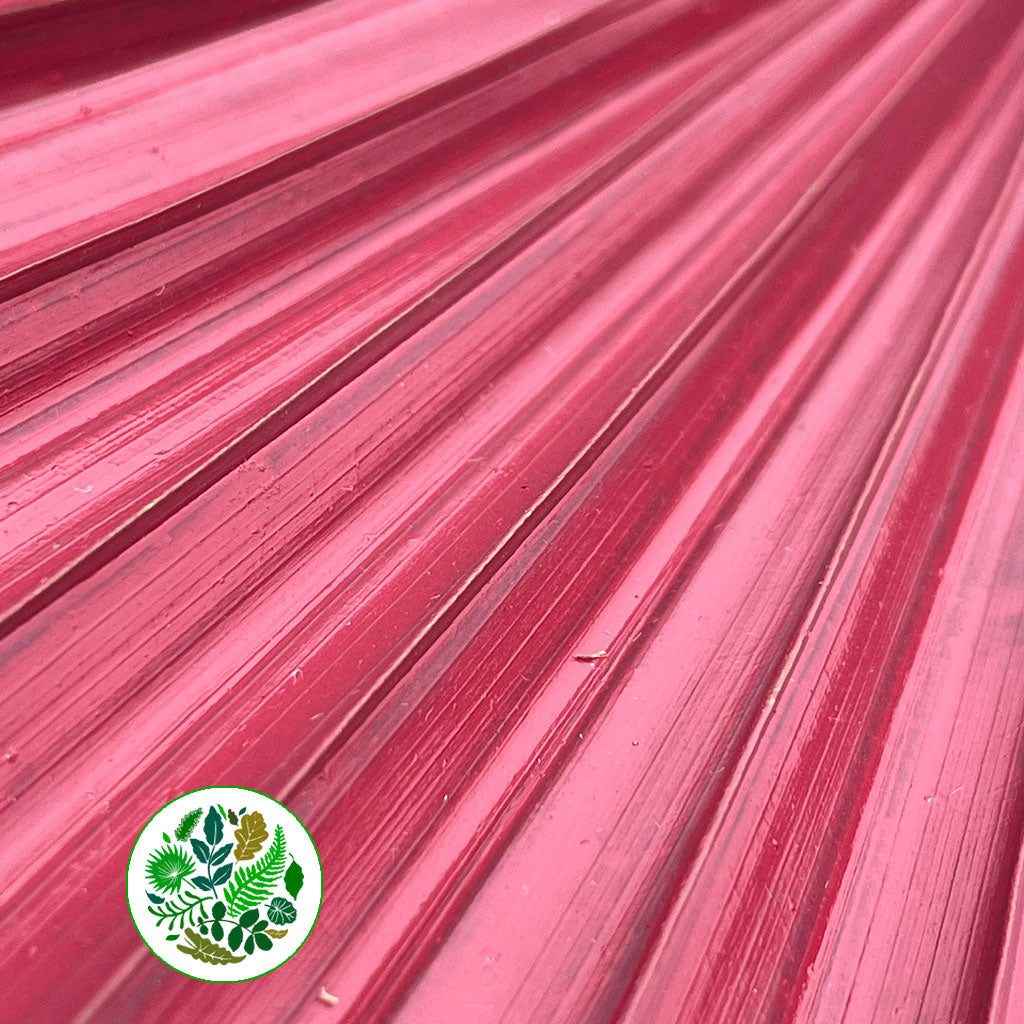 Palm 'Washingtonia' (Painted) (Various Colours)