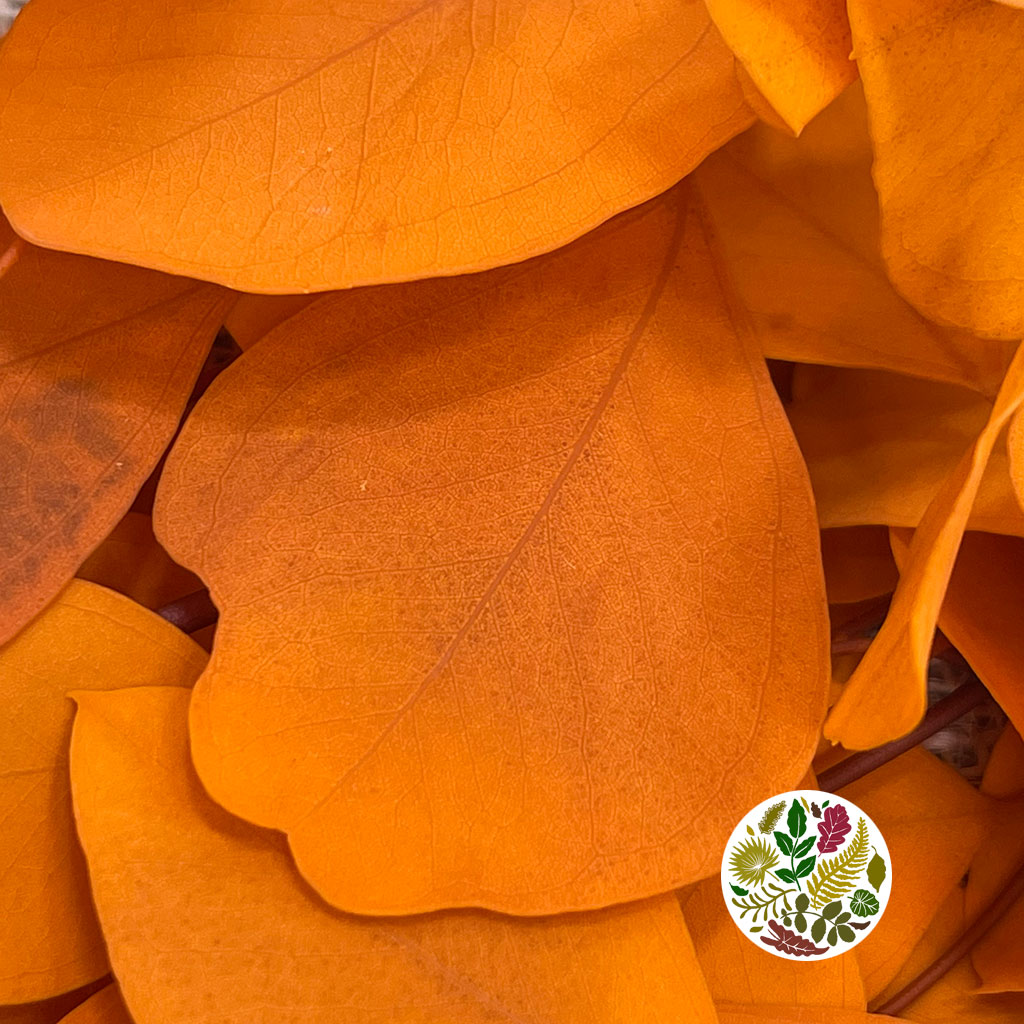 Eucalyptus 'Populus' (Peserved) (Coloured) (DRY (Various Colours)