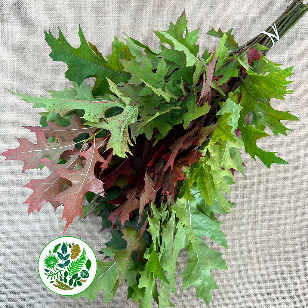 Oak &#39;Spanish Oak&#39; (Cultivated) (Various Sizes)