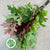 Oak 'Spanish Oak' (Cultivated) (Various Sizes)