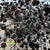 Stillingia Flowers DRY 'Various Colours' (x10)