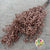 Schinus Molle Fruit (Painted) (DRY) (Various Colours)