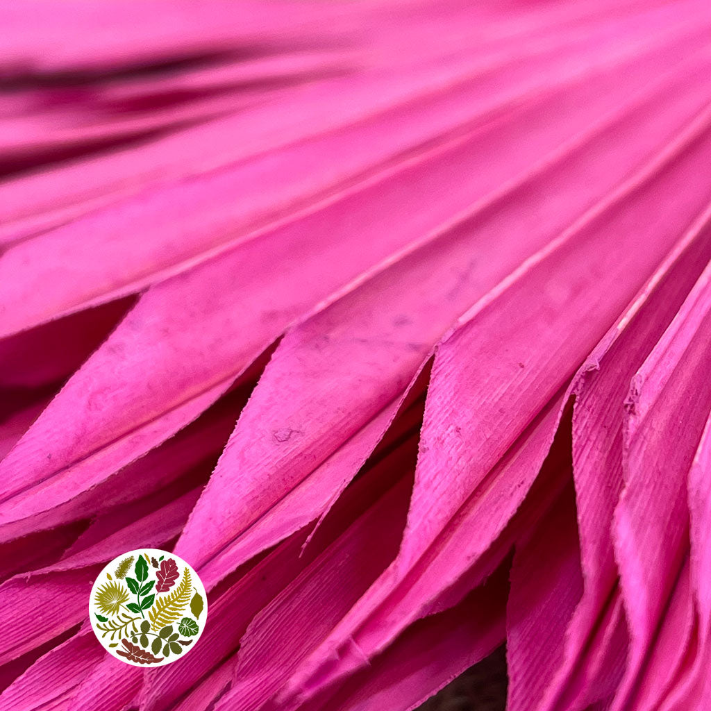 Palm 'Fan Palm' (Painted) (DRY) (Various Colours) (x5) 45-55cm