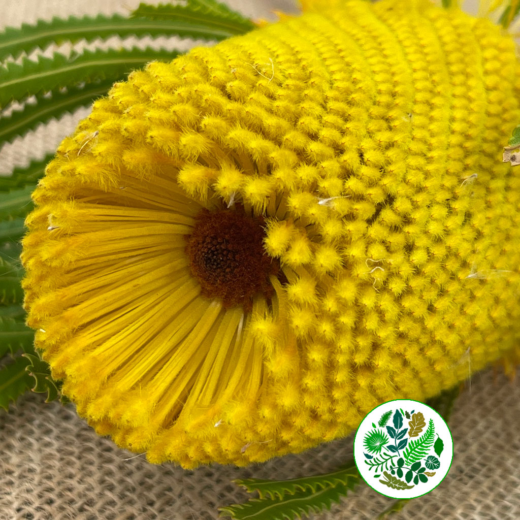 Protea &#39;Banksia&#39; (Hookeri) (Yellow) (Various Lengths)
