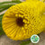 Protea 'Banksia' (Hookeri) (Yellow) (Various Lengths)