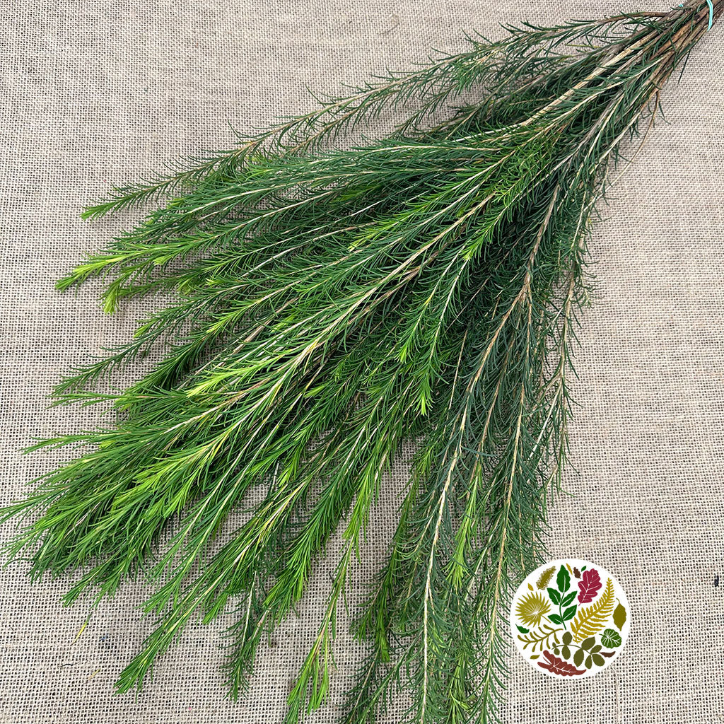 Melaleuca (Cultivated) 60-70cm (x10)