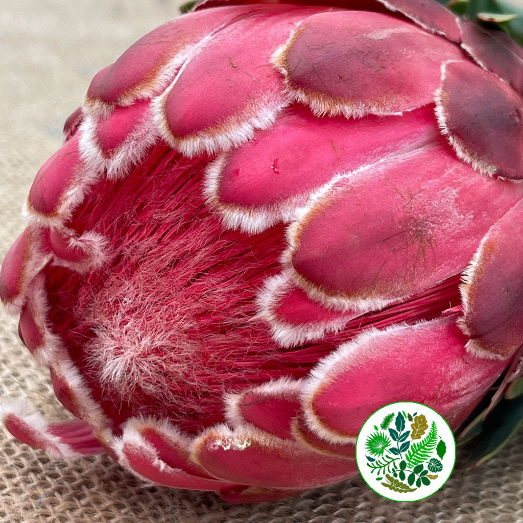 Protea 'Venus' (Various Lengths) (Per Stem)