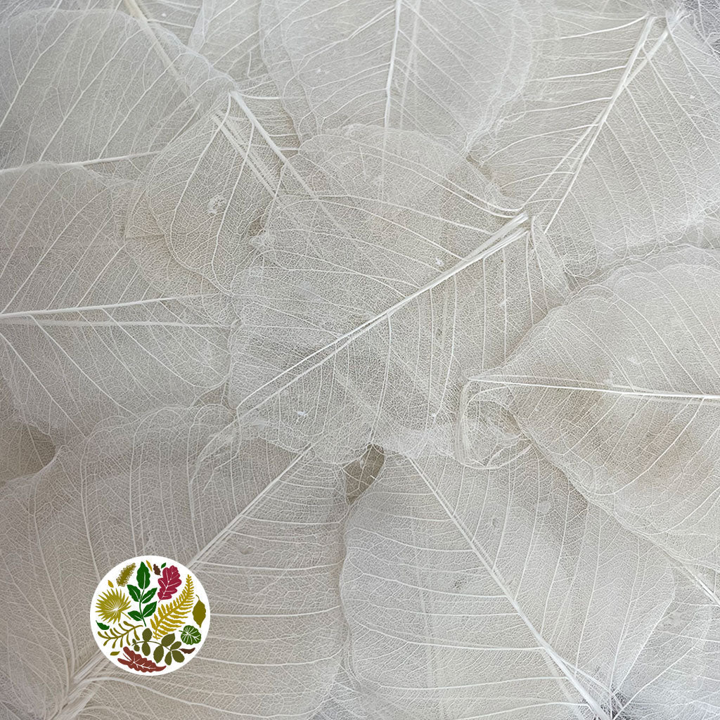 Skeleton Leaves (Bleached) (DRY) (Various Sizes)