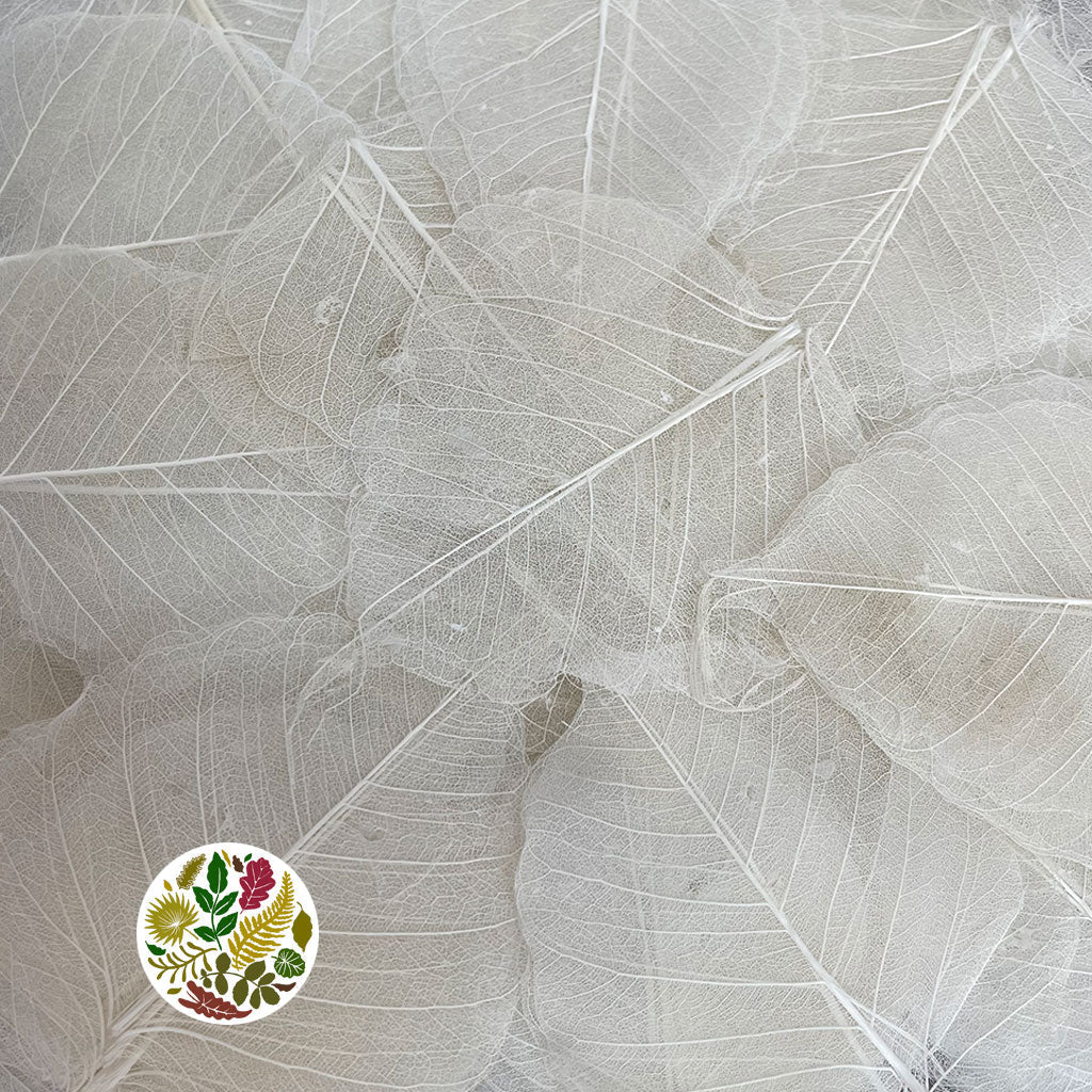 Skeleton Leaves (Bleached) (DRY) (Various Sizes)
