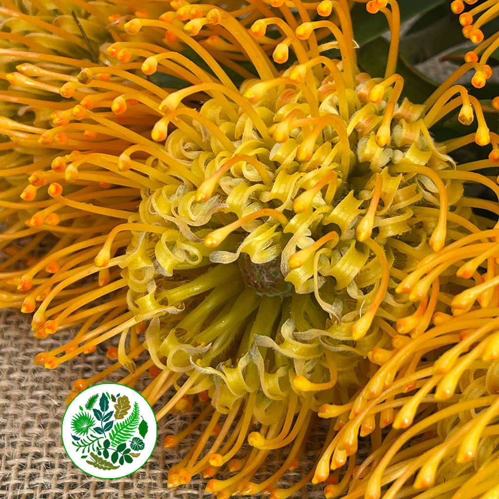 Pincushion Protea &#39;Jelena&#39; (Various Lengths)