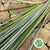 Grass 'Bear Grass' (Fresh) (Various Lengths)