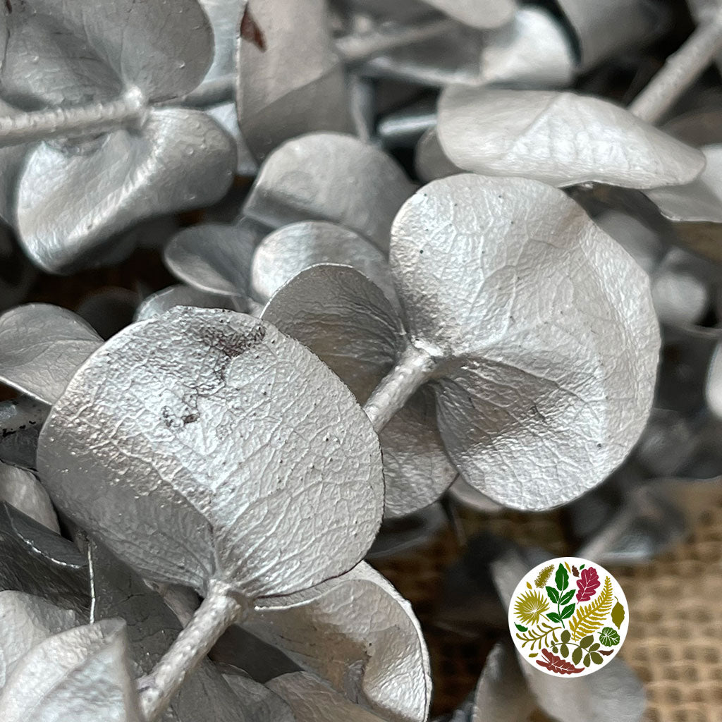 Eucalyptus 'Baby Blue' (Preserved & Painted) (DRY) (Various Colours)