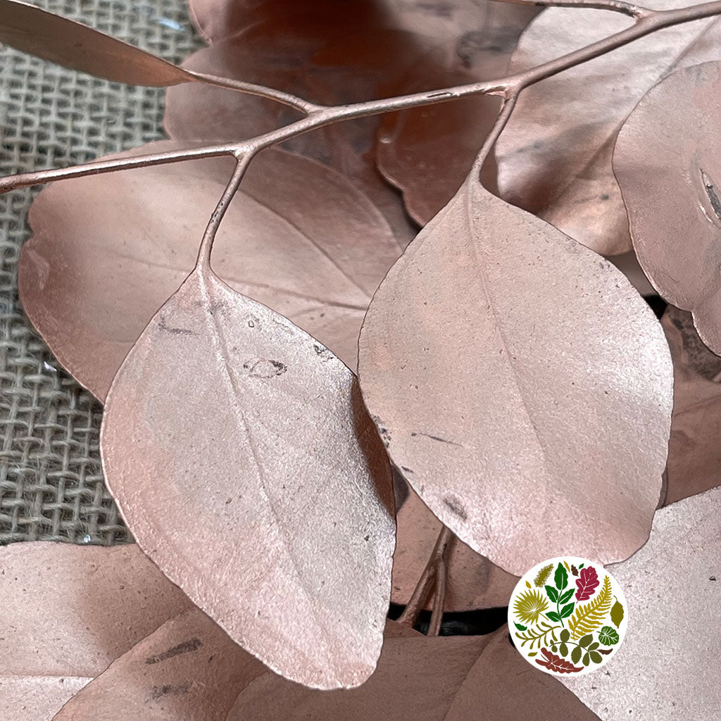 Eucalyptus &#39;Populus&#39; (Preserved) (Painted) (DRY)