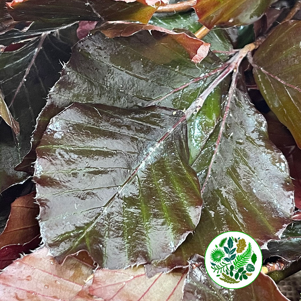 Beech 'Copper' (Cultivated) (x50)