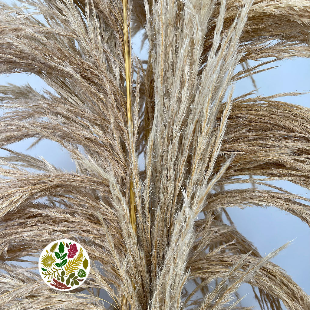 Grass 'Pampas' (Sacuara) (Semi-Bleached) (DRY) (Various Sizes)