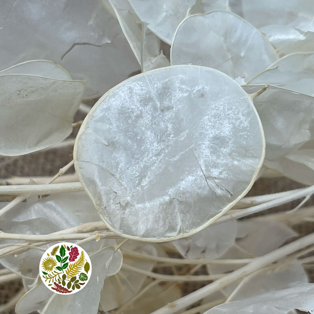 Lunaria &#39;Peeled&#39; (Bleached) (DRY) (Various Sizes)