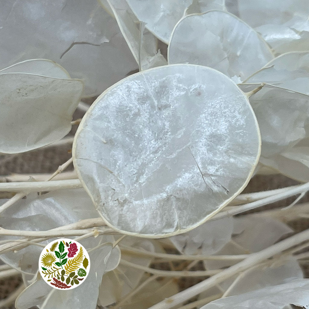 Lunaria 'Peeled' (Bleached) (DRY) (Various Sizes)