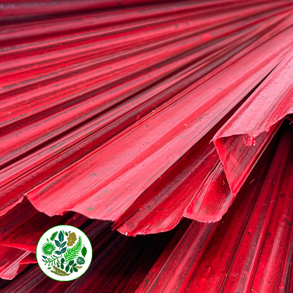 Palm 'Washingtonia' (Painted) (Various Colours)