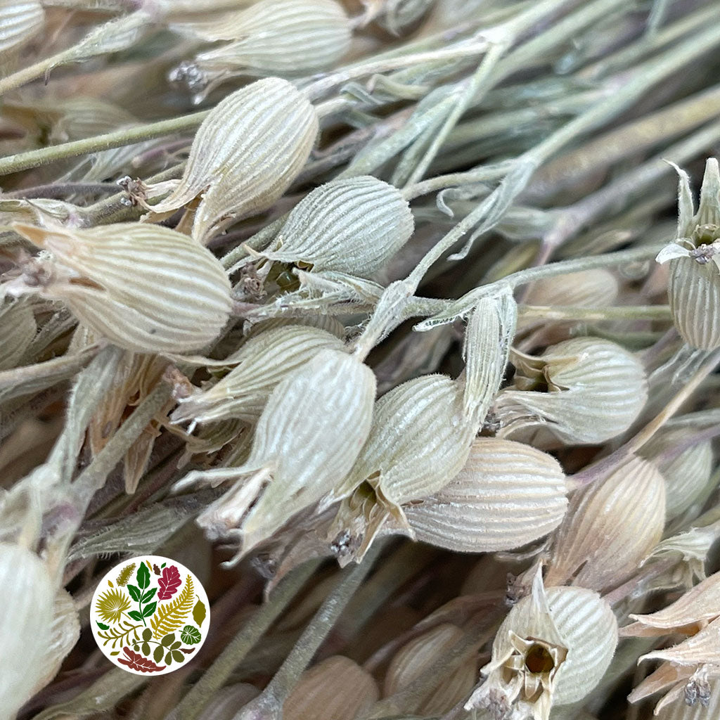 Grass 'Silene Conica' (Coloured Various) (DRY) 40cm