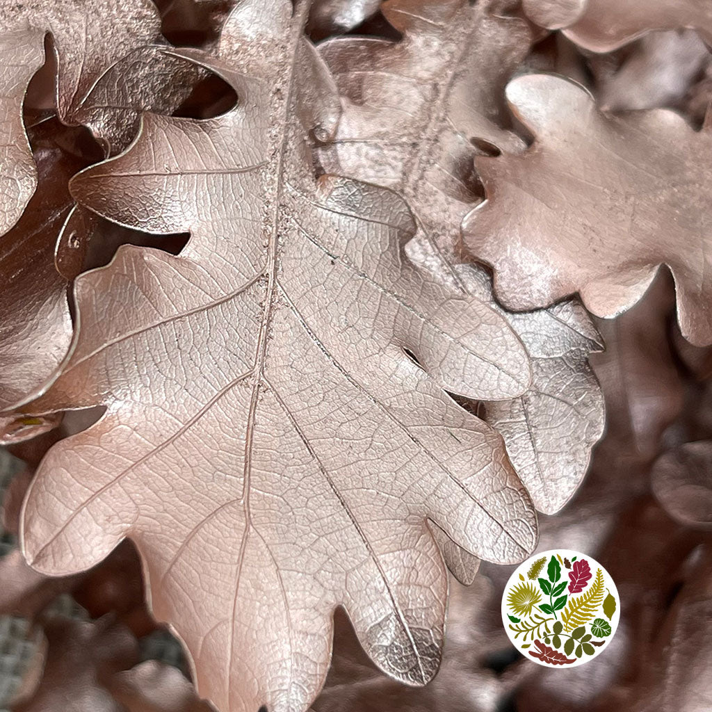 Oak 'Stabilised' (Painted) (DRY) (Various Colours)