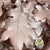 Oak 'Stabilised' (Painted) (DRY) (Various Colours)