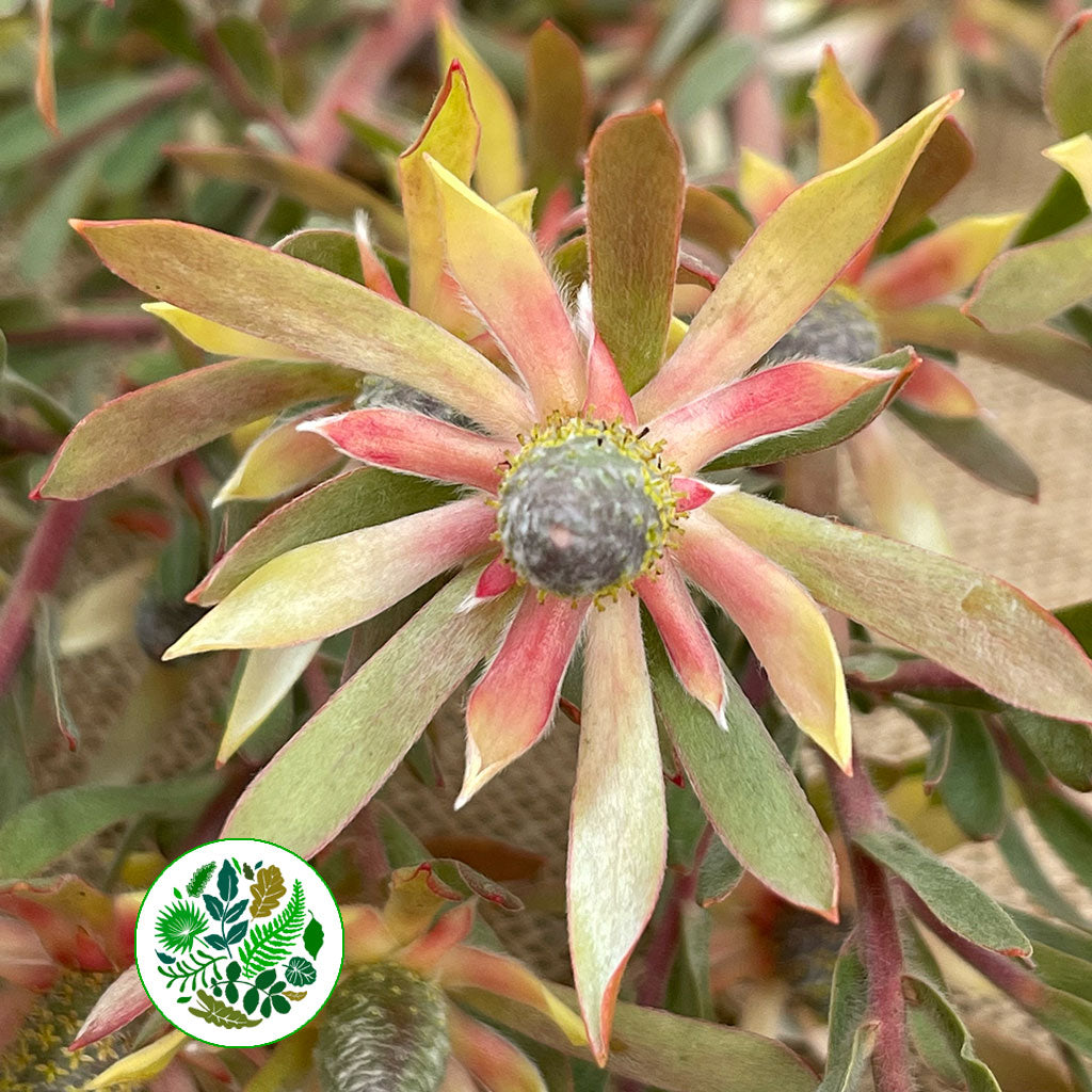 Leucadendron 'Ayoba Star Pearl' (Various Lengths)